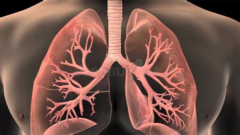 Lung Organs Located In The Thoracic Cavity Of The Thorax Stock