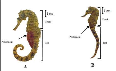 Seahorse anatomy – Artofit