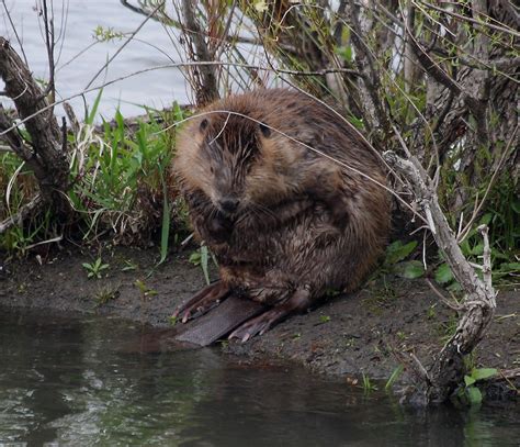 beaver, Rodent, Castor Wallpapers HD / Desktop and Mobile Backgrounds