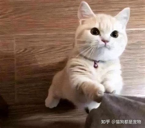 猫咪喵喵“话痨”是怎么回事？原因不外乎这9个 知乎