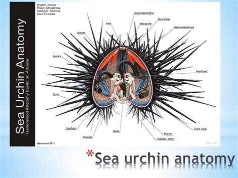 Sea Urchins Anatomy Anatomical Charts And Posters