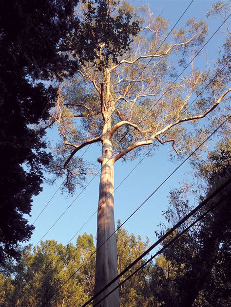 Eucalyptus Trees in the Urban Forest of Mill Valley, California - Trees ...