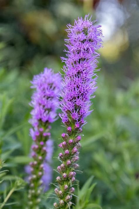 Liatris Spicata Or Dense Blazing Star Purple Flower In The Garden