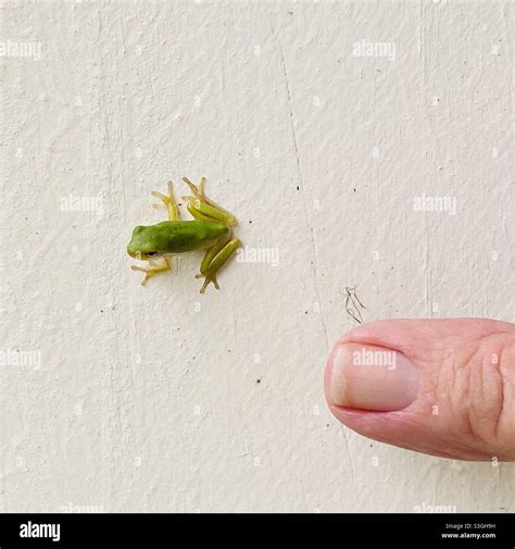 Baby Tree Frog By Finger Stock Photo - Alamy