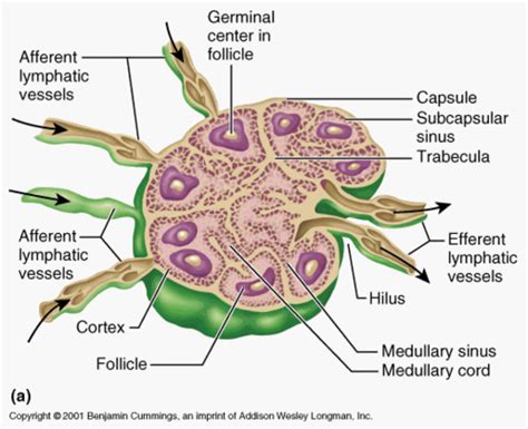 Ch 21 Lymphatic System Flashcards Quizlet