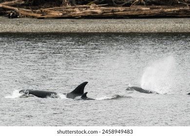 Orca Pod: Over 1,564 Royalty-Free Licensable Stock Photos | Shutterstock