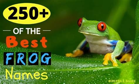 250+ BEST Pet Frog Names: Funny, Cute, Famous, Creative,