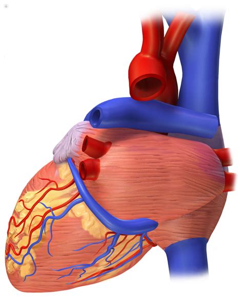 ¿qué Pronóstico Tiene La Inflamación Del Corazón Top Doctors