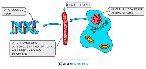 The Genome And Genes Igcse Biology Revision Notes