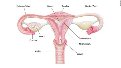 Fallopian tubes may have big role in ovarian cancer fight - CNN