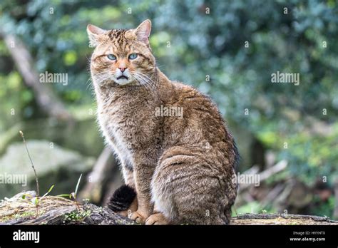 European wild cat Stock Photo - Alamy