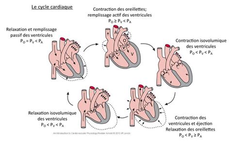 Cycle Cardiaque Flashcards Quizlet