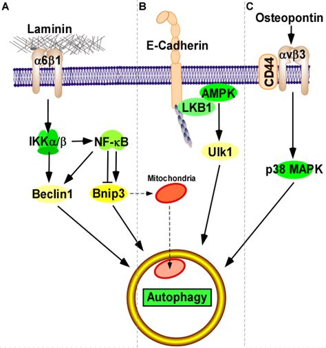 Integrin And Adhesion Regulation Of Autophagy And Mitophagy Intechopen