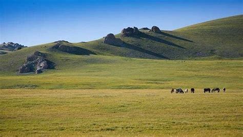 Exploring The Vastness The Largest Grasslands In The World Nature