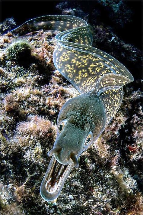 Giant Moray Eel – "OCEAN TREASURES" Memorial Library