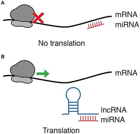 Frontiers Crosstalk Between Long Non Coding Rnas Micro Rnas And Mrnas Deciphering Molecular