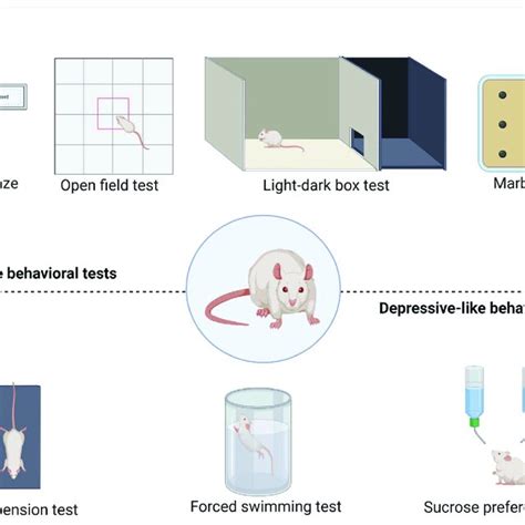 Behavioral Tests Used To Study Sex Differences In Anxiety Like And