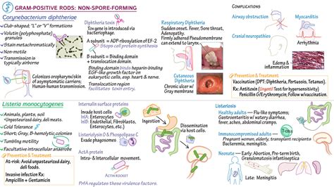 USMLE COMLEX Step 1 Diptheria Listeriosis Draw It To Know It