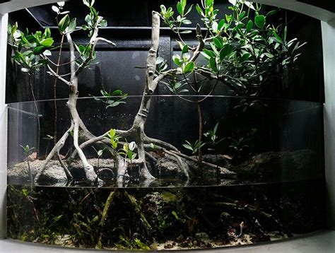 Mangrove Aquarium Aquarium Aquascape Aquarium Biotope Aquarium