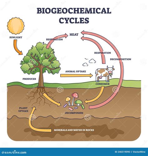 Ciclo Biogeoqu Mico Como Diagrama De Esquema De V As De Circulaci N De