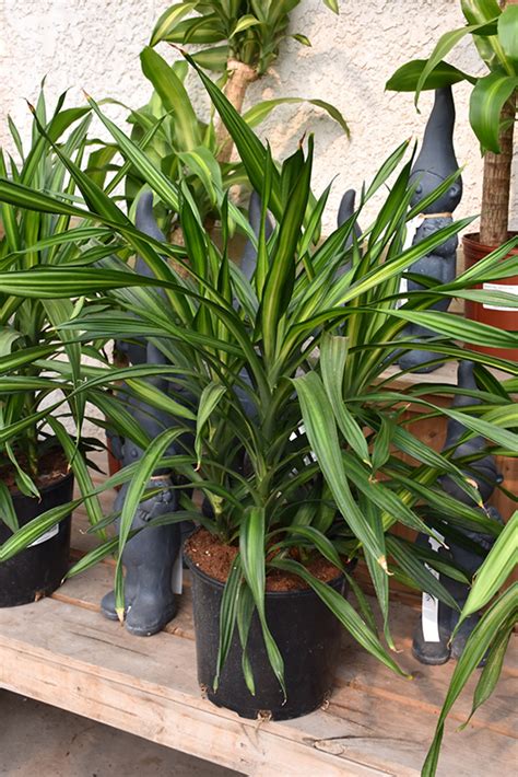 Rikki Dracaena Dracaena Deremensis Rikki In London Ontario On At