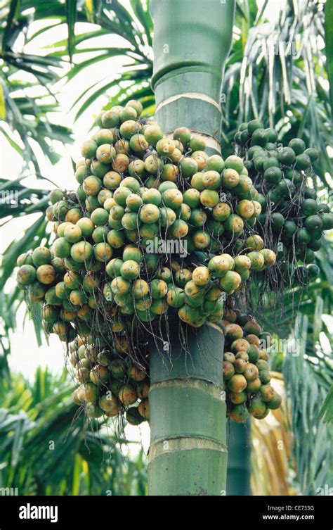 Areca Nut Palm Tree Betel Nut Tree Karnataka India Asia Stock