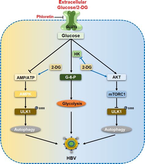 Akt Ampk Pathway