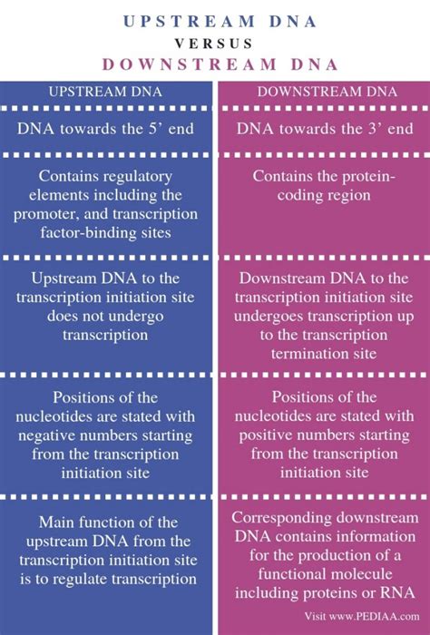 What Is The Difference Between Upstream And Downstream Dna Pediaa