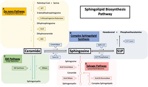 Frontiers Implications Of Sphingolipids On Aging And Age Related Diseases Aging