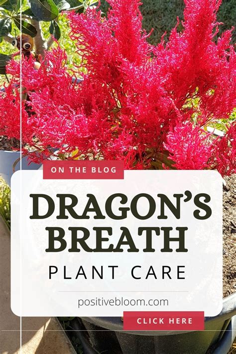 Check Out The Basic Requirements For The Dragons Breath Plant Find