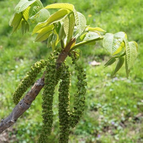 Graines Juglans Ailantifolia Noyer Du Japon Juglans Noyer