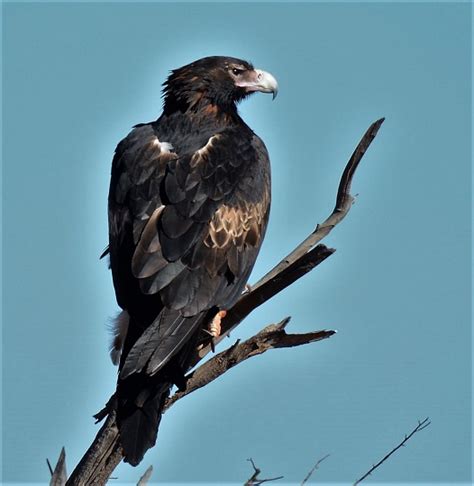 Wedge-tailed Eagle - Birdtripper