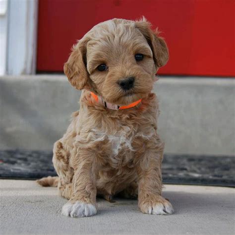 #1 | Labradoodle Puppies For Sale By Uptown Puppies