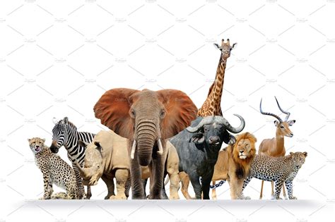 group  african safari animals toge high quality animal stock