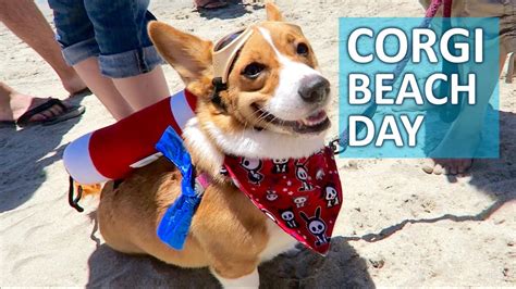 Worlds Largest Corgi Beach Day 1 000 Corgis Life After College