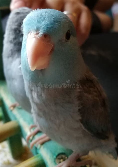 Pretty Baby Pacific Blue Parrotlet Stock Photo Image Of Exotic