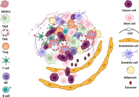 Schematic Representation Of The Cancer Stem Cell Microenvironment Or