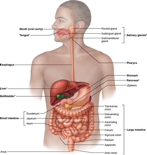 Chapter Digestive System Diagram Quizlet