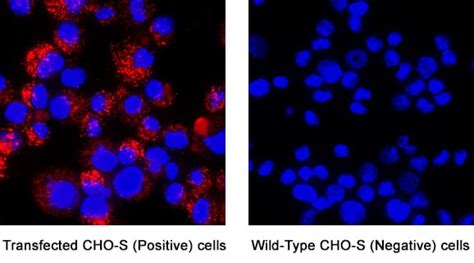 Mouse CD40 Ligand TNFSF5 Antibody AF1163 By R D Systems Part Of Bio