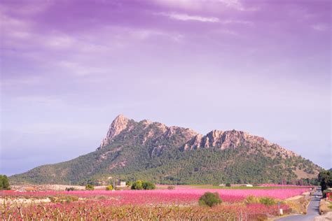 La Floración de Cieza El bello regalo de los melocotoneros en flor