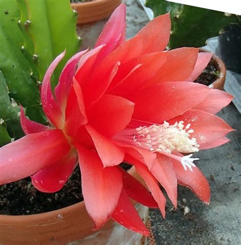 Epiphyllum Red Orchid Cactus From Shrubland Nurseries In Suffolk