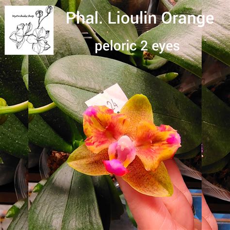 Phalaenopsis Lioulin Orange Peloric 2 Eyes My Orchids