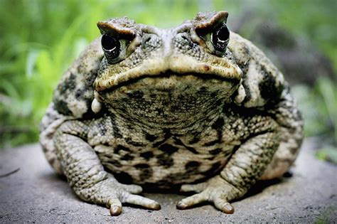 The Cane Toad in Australia - IELTS reading practice test