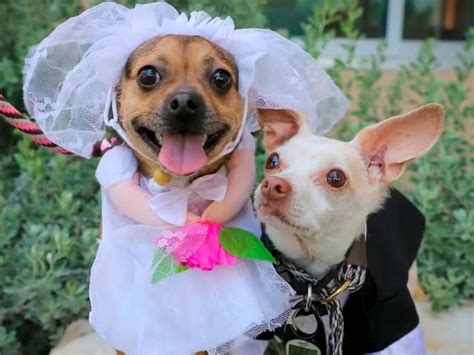 Boda Civil Oficiada Por Amigos Un Enlace A Medida