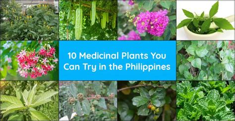 10 Medicinal Plants You Can Try In The Philippines Discover The