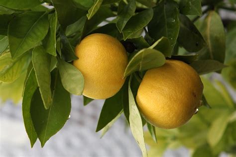 How Do I Stop Caterpillars Eating My Lemon Tree Video Bbc Gardeners World Magazine