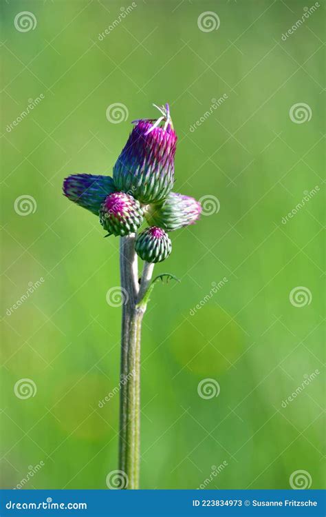 Cirsium Rivulare Atropurpureum Plume Thistle Royalty Free Stock Image