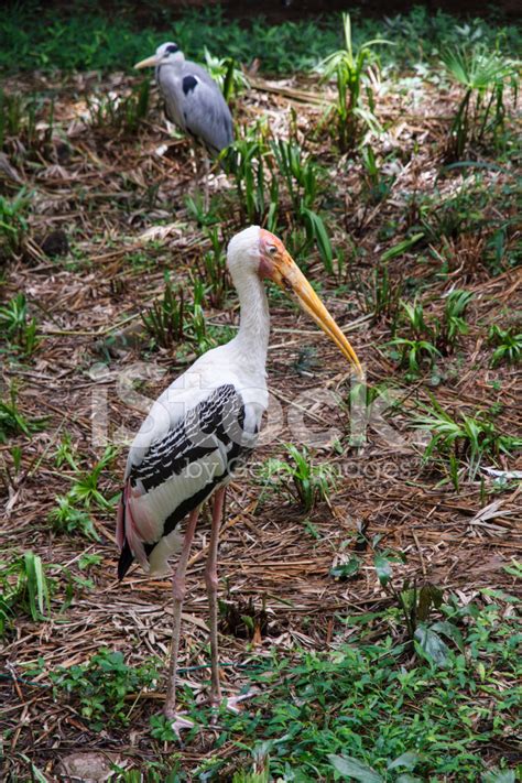 Painted Stork Stock Photo | Royalty-Free | FreeImages