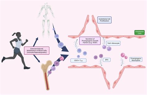 Circulating Cells Contribution To Exercise Induced Angiogenesis