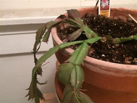 Christmas Cactus Rot